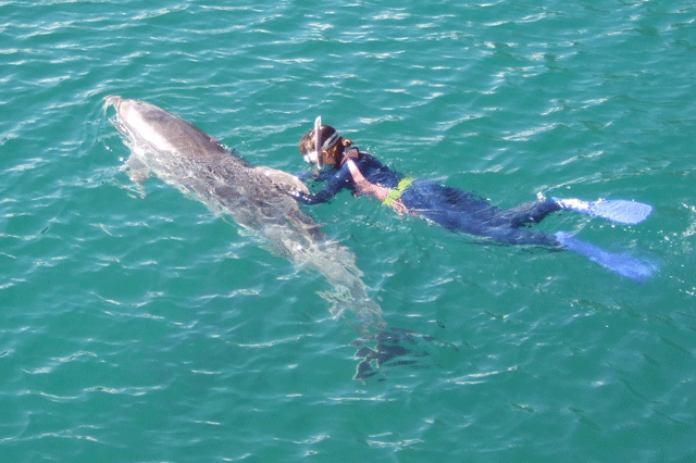 イルカ達が暮らす「ふれあいの海」で一緒に泳ぐ「ドルフィンスノーケル」