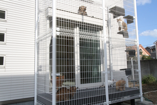 天気のいい日はキャットケージに多くの猫が集まる。「ケージを外壁に固定するのは、日曜大工では難しいので助かりました」（石井さん）