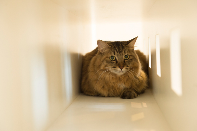 ボックス収納をよく見ると、大きなカラダの猫が隠れているのが小穴から見えていた