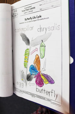 小1のころのサイエンスの教材。さなぎを意味する「chrysalis（クリスリス）」なんて単語は、受験英語ではなかなか出てきませんね。さなぎを実際飼って、家で羽化させたことも

